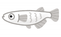fish_medaka_character