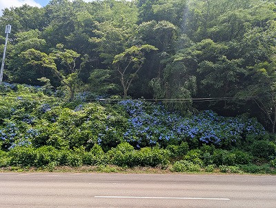 PXL_20250629_041442619(1)