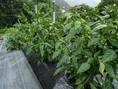 PXL_20250726_042512186