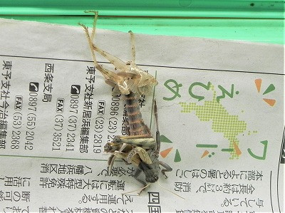 DSCN8689